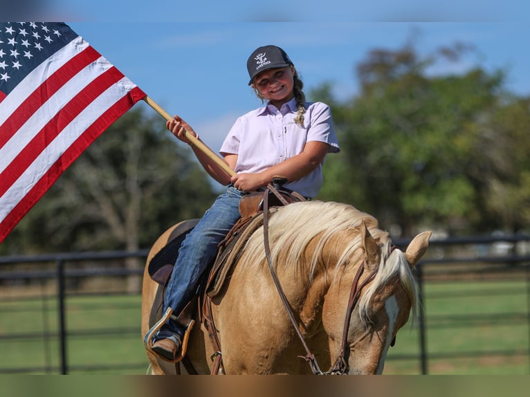 American Quarter Horse Wallach 9 Jahre 145 cm Palomino in Joshua, TX