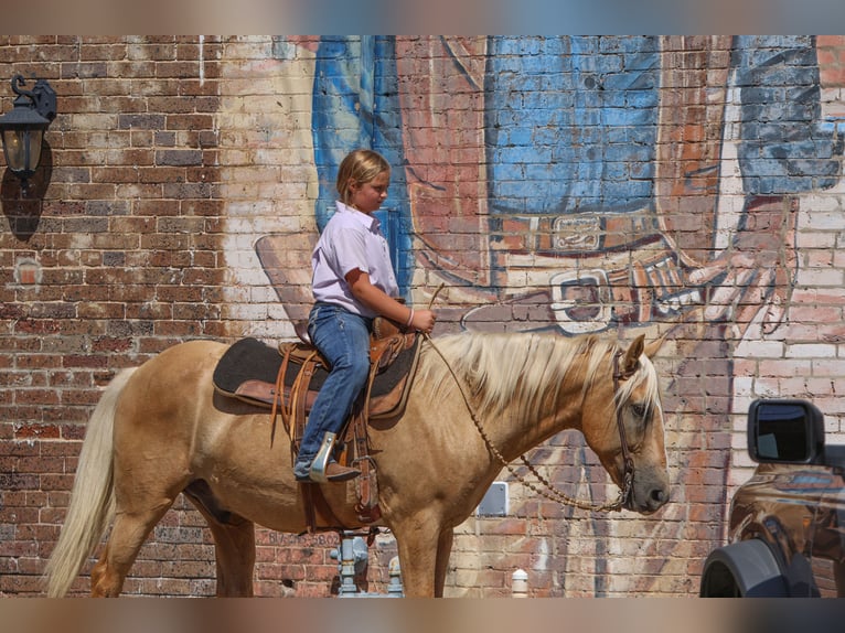 American Quarter Horse Wallach 9 Jahre 145 cm Palomino in Joshua, TX