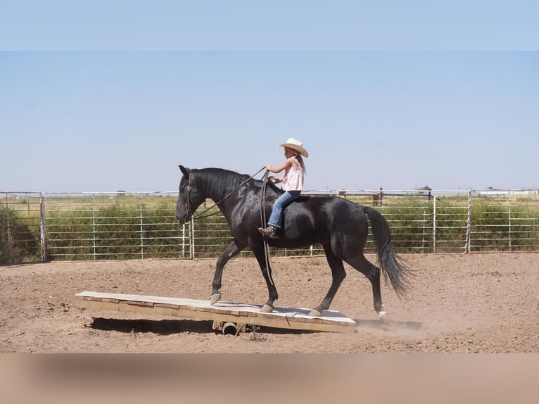 American Quarter Horse Wallach 9 Jahre 145 cm Rappe in Canyon