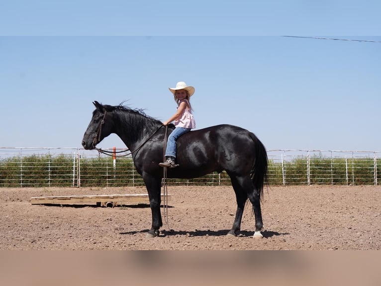 American Quarter Horse Wallach 9 Jahre 145 cm Rappe in Canyon