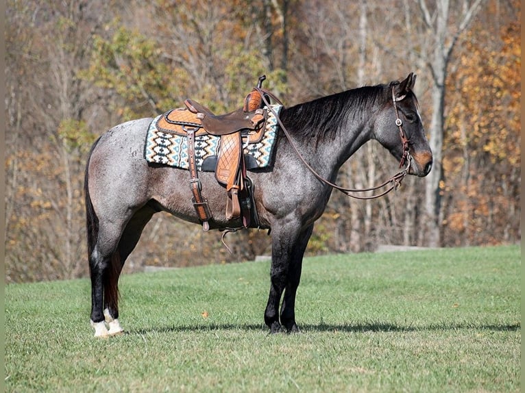 American Quarter Horse Wallach 9 Jahre 145 cm Roan-Blue in Mount Vernon