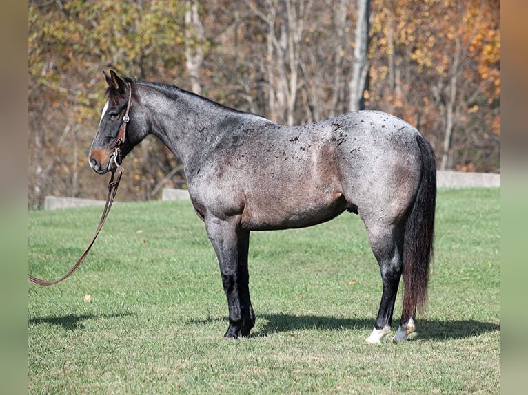 American Quarter Horse Wallach 9 Jahre 145 cm Roan-Blue in Mount Vernon