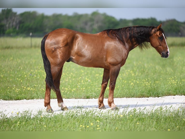 American Quarter Horse Wallach 9 Jahre 145 cm Rotbrauner in Waco