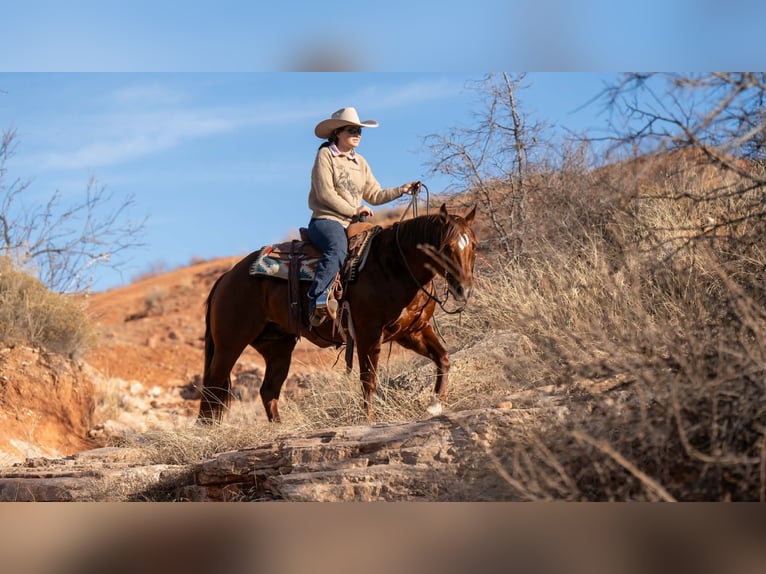 American Quarter Horse Wallach 9 Jahre 145 cm Rotfuchs in Canyon