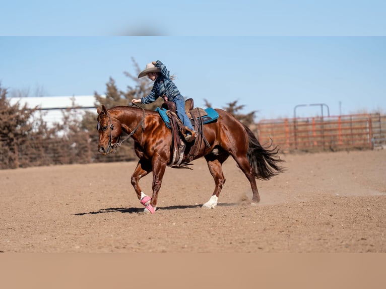 American Quarter Horse Wallach 9 Jahre 145 cm Rotfuchs in Canyon
