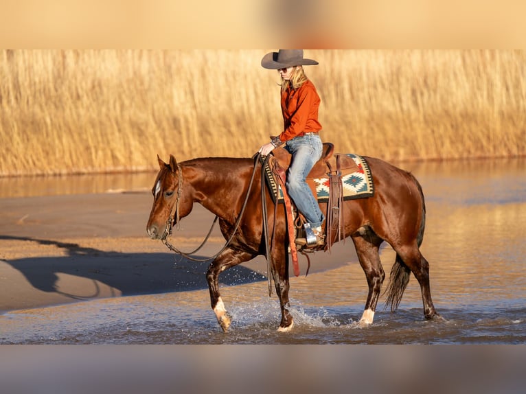 American Quarter Horse Wallach 9 Jahre 145 cm Rotfuchs in Canyon