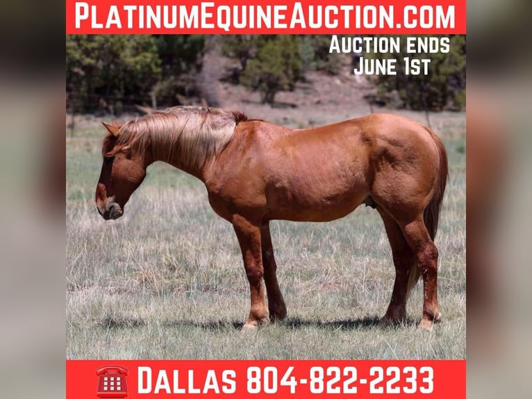 American Quarter Horse Wallach 9 Jahre 145 cm Rotfuchs in Camp Verde AZ