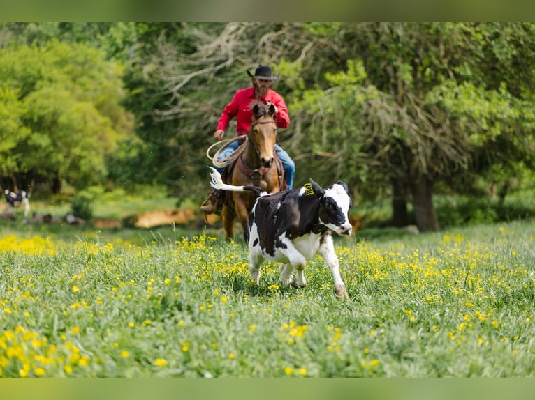 American Quarter Horse Wallach 9 Jahre 147 cm Buckskin in Cherryville