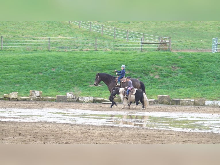 American Quarter Horse Mix Wallach 9 Jahre 147 cm Buckskin in Millersburg