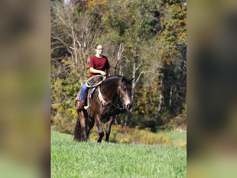 American Quarter Horse Mix Wallach 9 Jahre 147 cm Buckskin in Millersburg