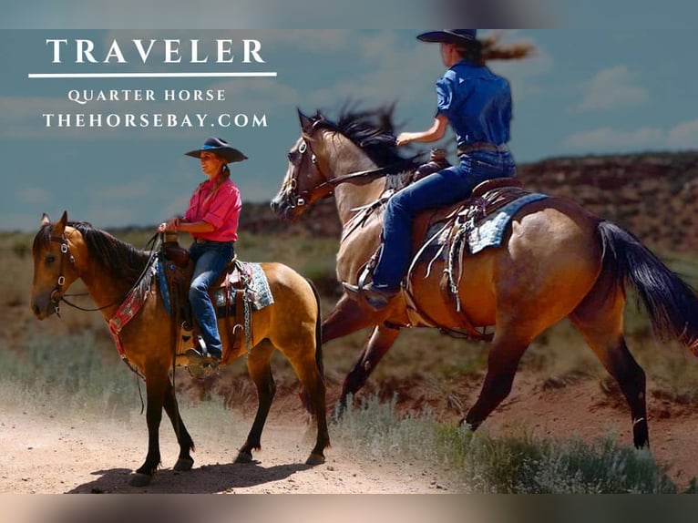 American Quarter Horse Wallach 9 Jahre 147 cm Buckskin in Glouster, OH