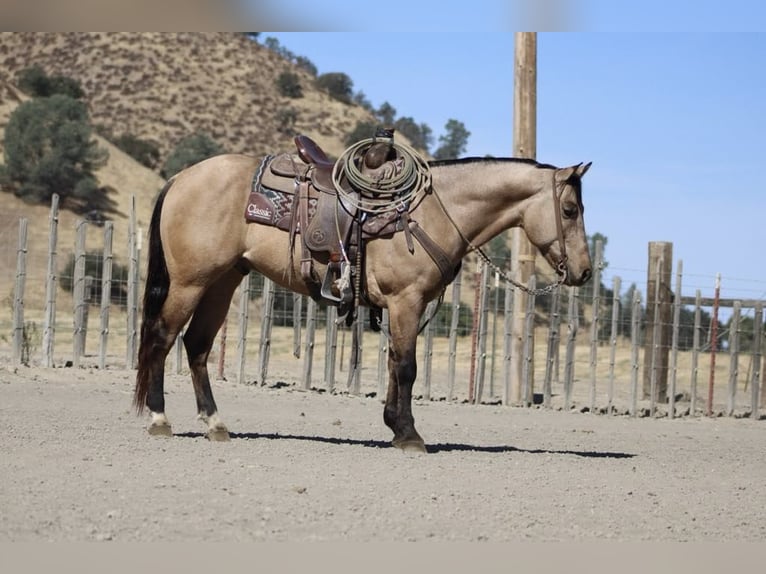American Quarter Horse Wallach 9 Jahre 147 cm Buckskin in Paicines CA