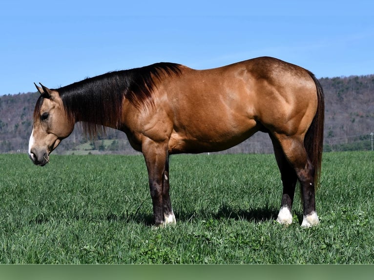 American Quarter Horse Wallach 9 Jahre 147 cm Buckskin in Rebersburg