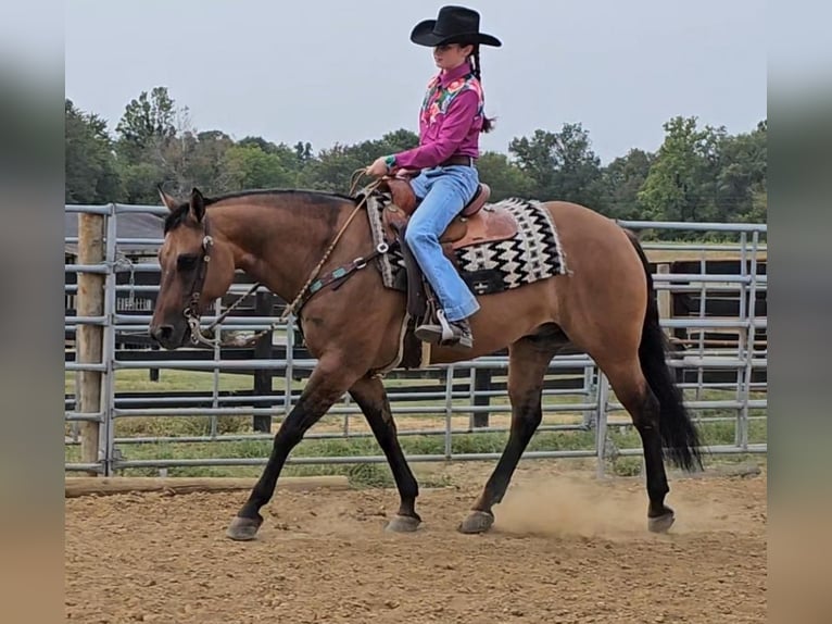 American Quarter Horse Wallach 9 Jahre 147 cm Falbe in Robards, KY