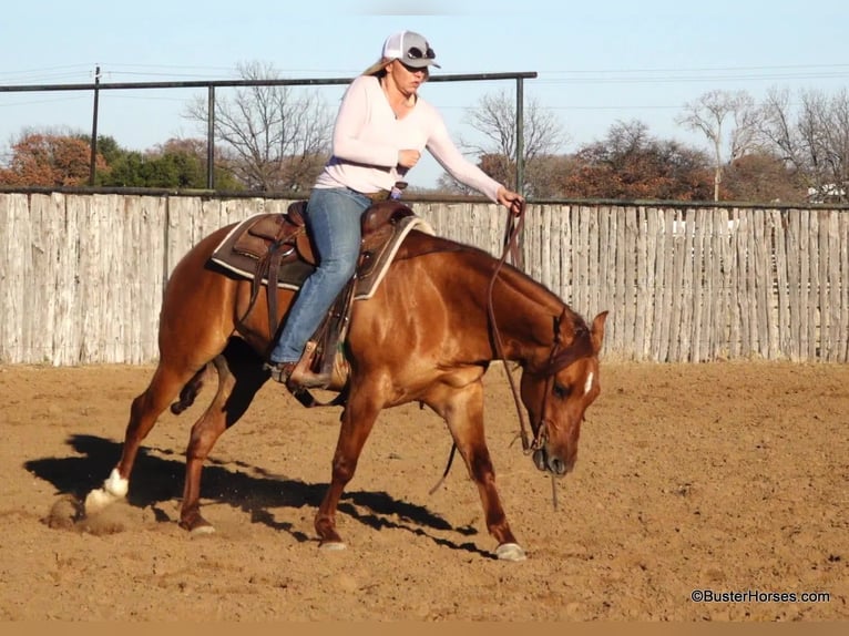 American Quarter Horse Wallach 9 Jahre 147 cm Falbe in Weatherford TX