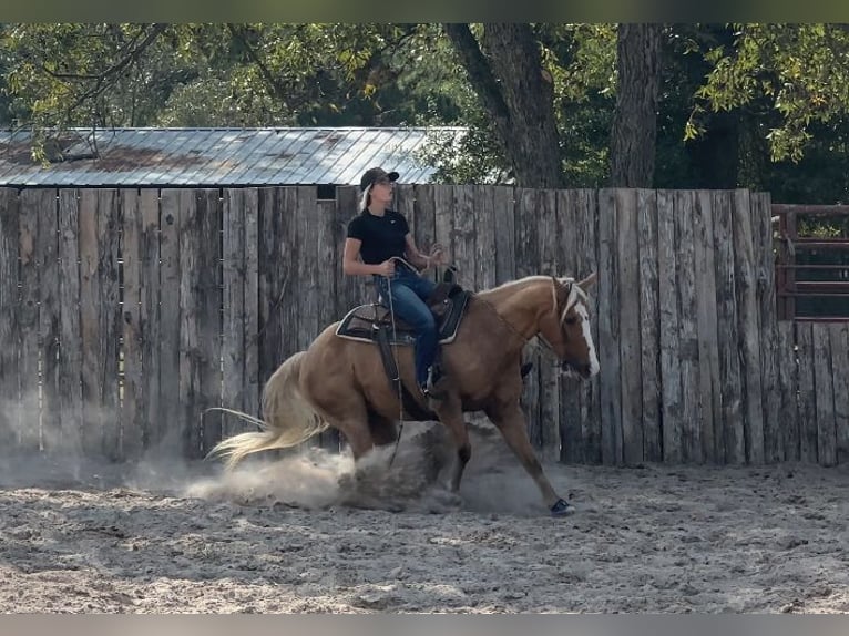 American Quarter Horse Wallach 9 Jahre 147 cm Palomino in Troy