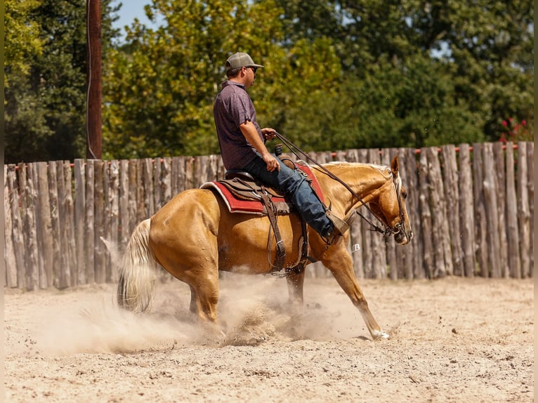 American Quarter Horse Wallach 9 Jahre 147 cm Palomino in Troy