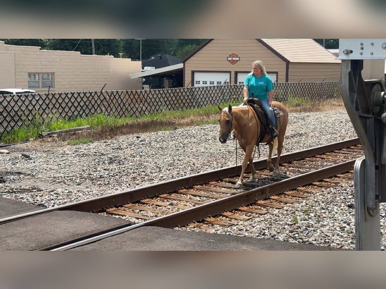 American Quarter Horse Wallach 9 Jahre 147 cm Palomino in Henderson KY