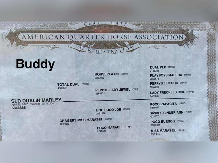 American Quarter Horse Wallach 9 Jahre 147 cm Palomino in Henderson KY