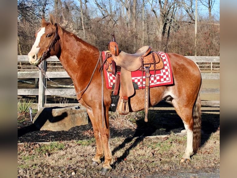 American Quarter Horse Mix Wallach 9 Jahre 147 cm Rabicano in Allentown, NJ
