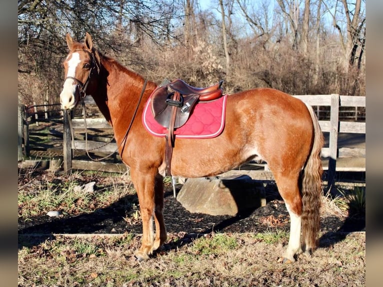American Quarter Horse Mix Wallach 9 Jahre 147 cm Rabicano in Allentown, NJ