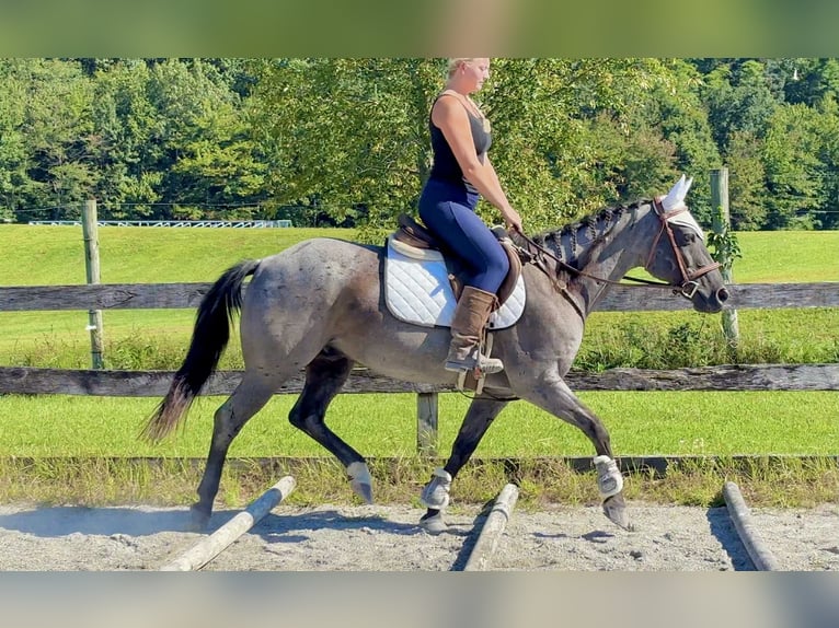 American Quarter Horse Wallach 9 Jahre 147 cm Roan-Blue in New Holland
