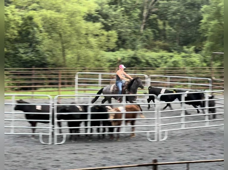 American Quarter Horse Wallach 9 Jahre 147 cm Roan-Blue in New Holland
