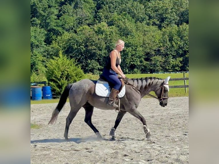 American Quarter Horse Wallach 9 Jahre 147 cm Roan-Blue in New Holland