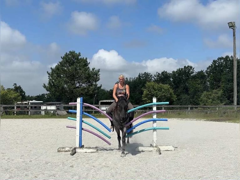 American Quarter Horse Wallach 9 Jahre 147 cm Roan-Blue in New Holland
