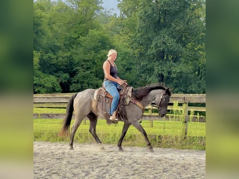 American Quarter Horse Wallach 9 Jahre 147 cm Roan-Blue in New Holland