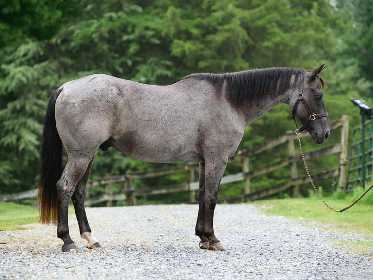 American Quarter Horse Wallach 9 Jahre 147 cm Roan-Blue in New Holland