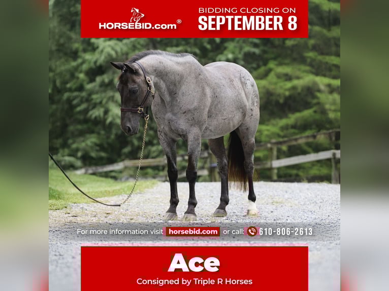 American Quarter Horse Wallach 9 Jahre 147 cm Roan-Blue in New Holland