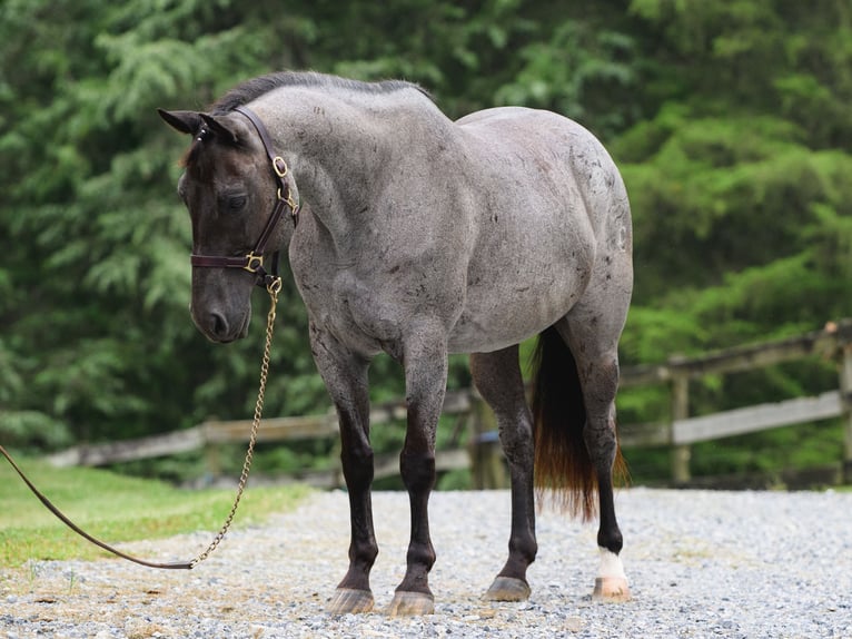 American Quarter Horse Wallach 9 Jahre 147 cm Roan-Blue in New Holland