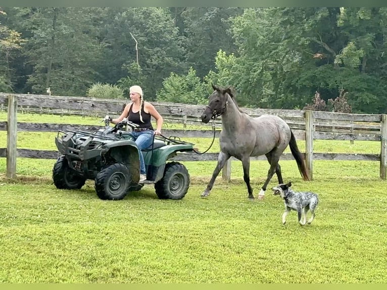American Quarter Horse Wallach 9 Jahre 147 cm Roan-Blue in New Holland