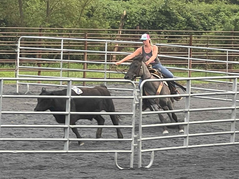 American Quarter Horse Wallach 9 Jahre 147 cm Roan-Blue in New Holland
