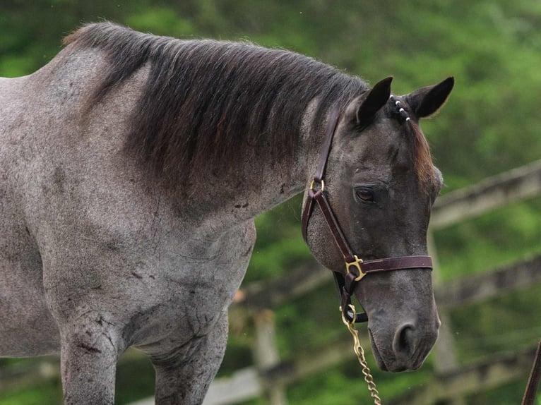 American Quarter Horse Wallach 9 Jahre 147 cm Roan-Blue in New Holland