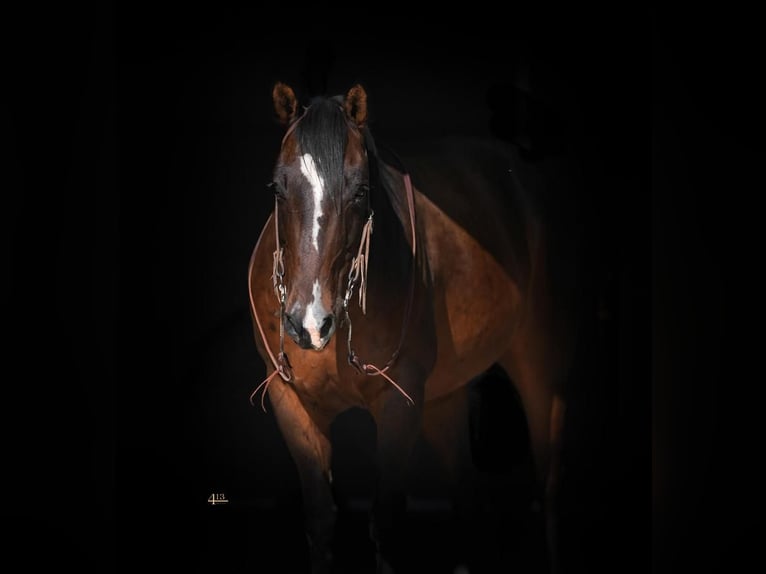 American Quarter Horse Wallach 9 Jahre 147 cm Rotbrauner in Montrose