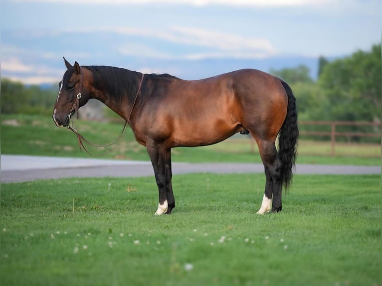 American Quarter Horse Wallach 9 Jahre 147 cm Rotbrauner in Montrose