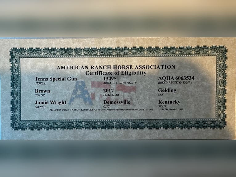 American Quarter Horse Wallach 9 Jahre 147 cm Rotbrauner in STEPHENVILLE, TX