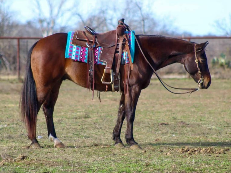 American Quarter Horse Wallach 9 Jahre 147 cm Rotbrauner in STEPHENVILLE, TX