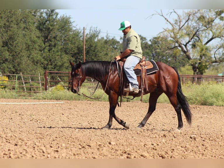 American Quarter Horse Wallach 9 Jahre 147 cm Rotbrauner in Stephenville TX