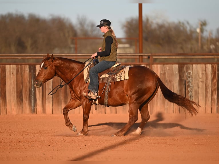 American Quarter Horse Wallach 9 Jahre 147 cm Rotfuchs in Waco