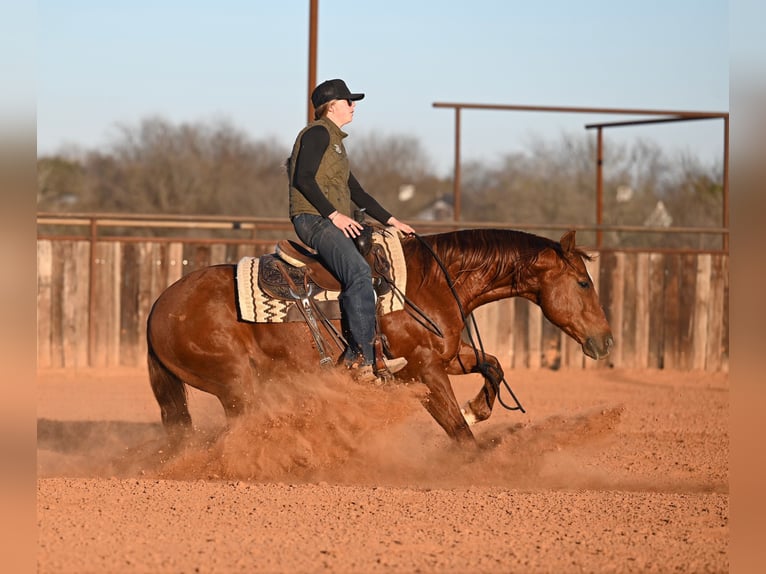 American Quarter Horse Wallach 9 Jahre 147 cm Rotfuchs in Waco