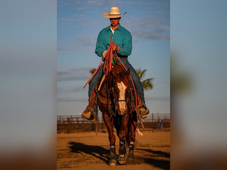 American Quarter Horse Wallach 9 Jahre 147 cm Rotfuchs in Dubois