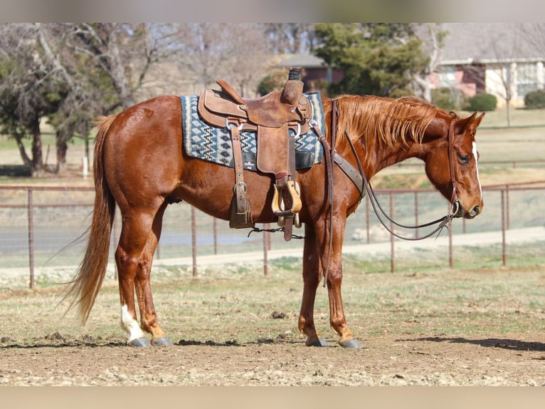 American Quarter Horse Wallach 9 Jahre 147 cm Rotfuchs in Cleburne TX