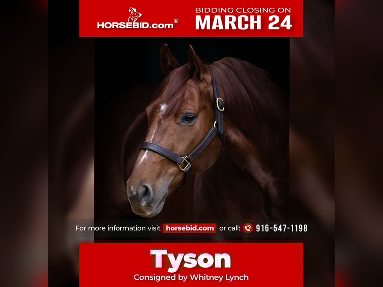 American Quarter Horse Wallach 9 Jahre 147 cm Rotfuchs in Whitesboro, TX
