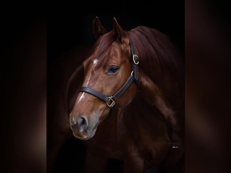 American Quarter Horse Wallach 9 Jahre 147 cm Rotfuchs in Whitesboro, TX