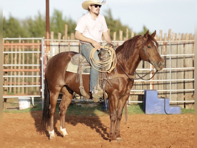 American Quarter Horse Wallach 9 Jahre 147 cm Rotfuchs in Whitesboro, TX