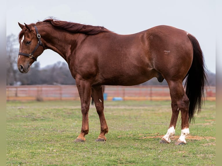 American Quarter Horse Wallach 9 Jahre 147 cm Rotfuchs in Whitesboro, TX