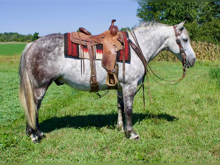 American Quarter Horse Mix Wallach 9 Jahre 147 cm Schimmel in Millersburg, OH